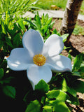 Blumenstecker gross - Stella weiss-gelb
